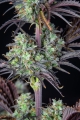Mimosa Cake Auto