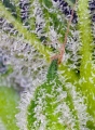 Sweet Mandarine Zkittlez XL Auto® 