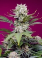 Sweet Mandarine Zkittlez XL Auto® 