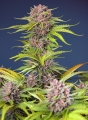Mimosa Bruce Banner XL Auto® 