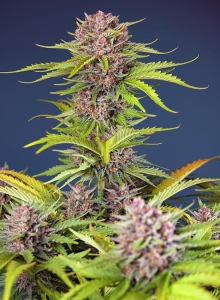 Mimosa Bruce Banner XL Auto®  Hanfsamen