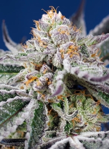 Orange Apricot Glue XL Auto® Hanfsamen