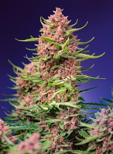 Strawberry Cola Sherbet F1 Fast Version® Hanfsamen