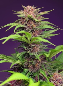 Red Mimosa XL Auto® Hanfsamen
