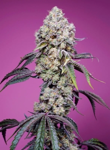 Sweet Mandarine Zkittlez F1 Fast Version® Hanfsamen