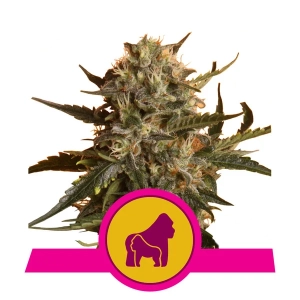 Mother Gorilla (Wcześniej Royal Madre) Hanfsamen