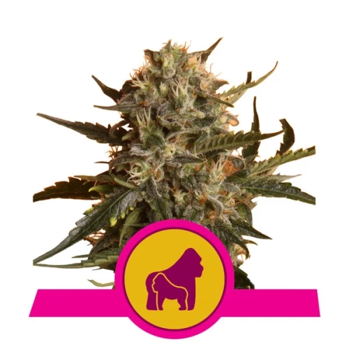 Mother Gorilla (Wcześniej Royal Madre)