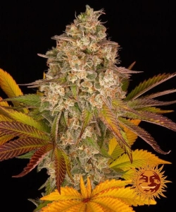 COOKIES KUSH AUTO  Hanfsamen