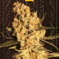Jamaican Dream