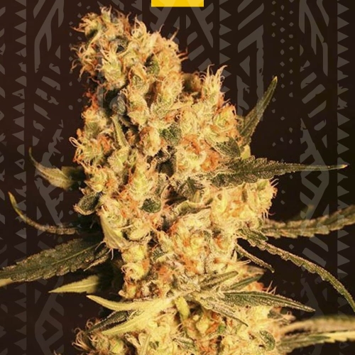 Jamaican Dream