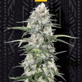 Jamaican Dream