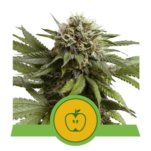 Apple Fritter Automatic Hanfsamen