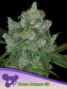 Bruce Banner #3 Hanfsamen