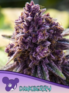 Dankberry Hanfsamen