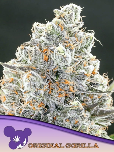 Original Gorilla #4