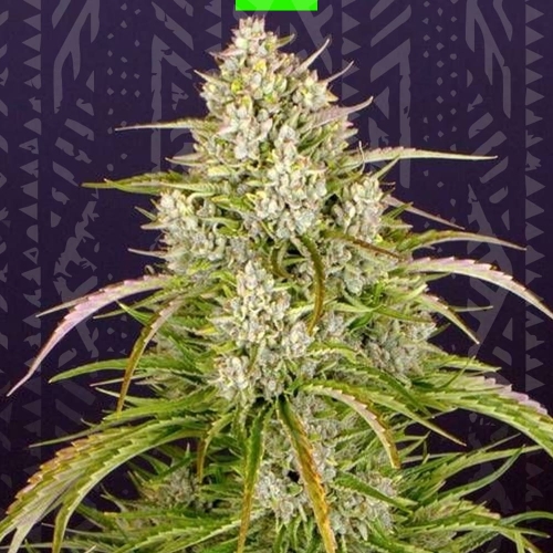 Wedding Cake Auto