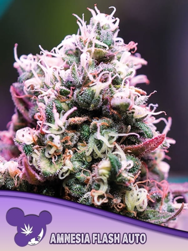 Amnesia Flash Auto 