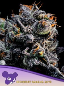 Auto Blueberry Banana Hanfsamen
