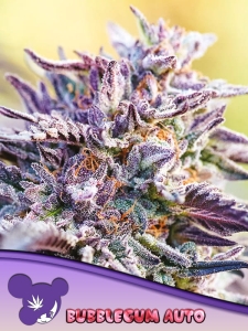 Auto BubbleGum Hanfsamen