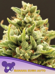 Banana Kush Auto Hanfsamen