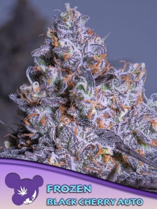 Frozen Black Cherry Auto Hanfsamen