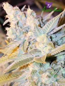 Triple Cheese Auto Hanfsamen