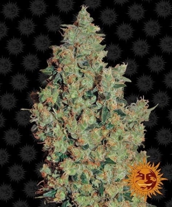 Tangerine Dream Hanfsamen