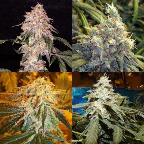 Indica Mix