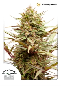 CBD ComPassion ® Hanfsamen