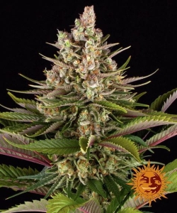 SOUR STRAWBERRY Hanfsamen