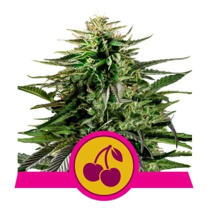  Cherry Pie Hanfsamen