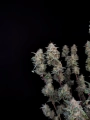 Ztrawberriez Auto