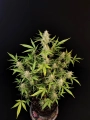 Ztrawberriez Auto