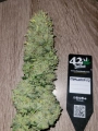Ztrawberriez Auto