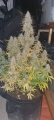 Ztrawberriez Auto