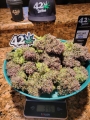 Ztrawberriez Auto