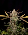 Ztrawberriez Auto