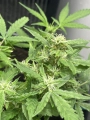  Apricot Auto