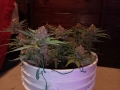  Apricot Auto