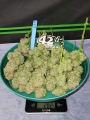  Apricot Auto