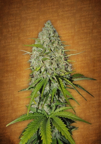Grapefruit Matic