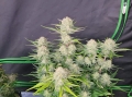  Apricot Auto