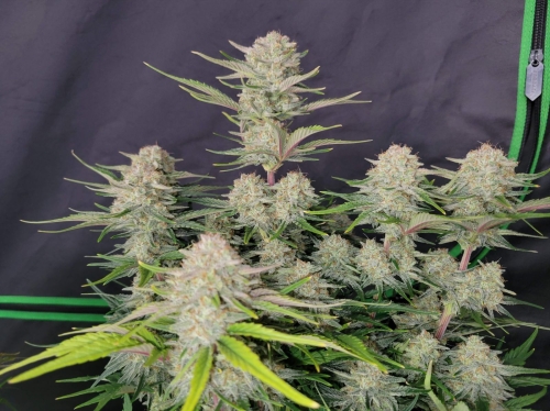  Apricot Auto