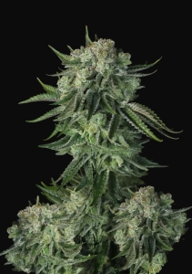 Moby Dick Auto Hanfsamen