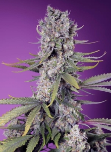 Papaya Zoap F1 Fast Version® Hanfsamen
