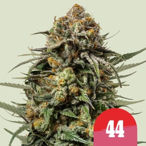 Gelato 44 Hanfsamen