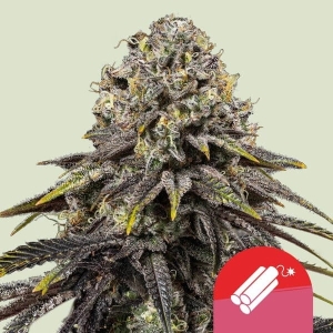 Dynamite Diesel Hanfsamen