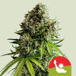 NYC Sour D Auto Hanfsamen