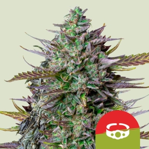 GOAT'lato Auto Hanfsamen