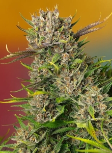 Papaya Zoap Auto® Hanfsamen